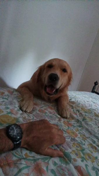 Cuccioli di Golden retriever | Foto 0