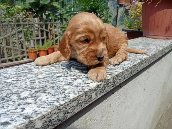 Cocker Spaniel inglese