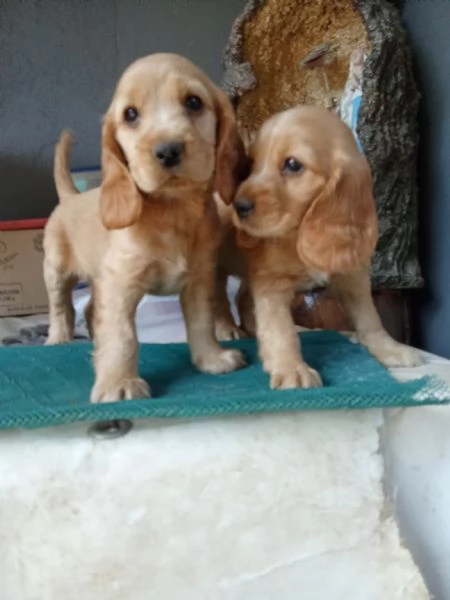 Cocker Spaniel inglese | Foto 0