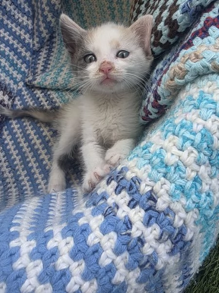 Gattino adorabile