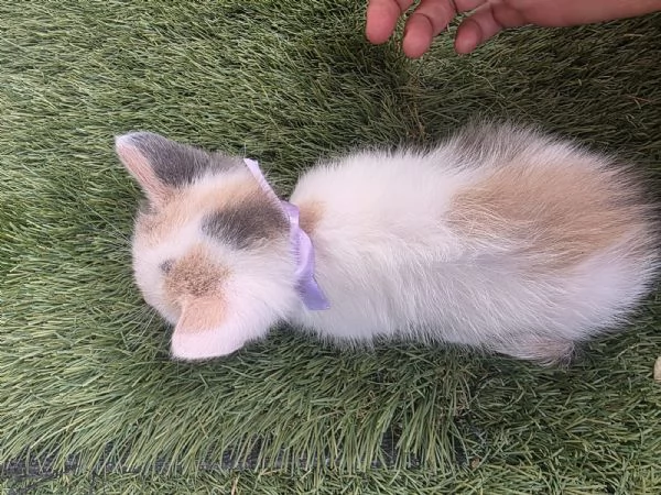 Gattino adorabile | Foto 3