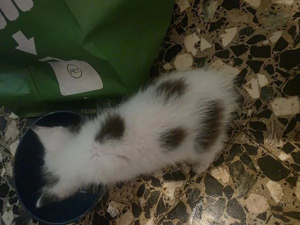 Gattino adorabile | Foto 2