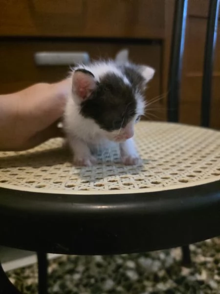 Gattino adorabile | Foto 1