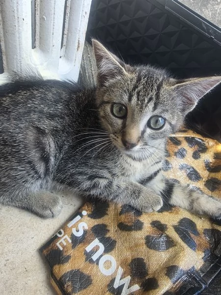 Gattino adorabile | Foto 0