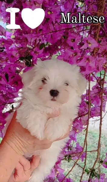 Cuccioli di Maltese 