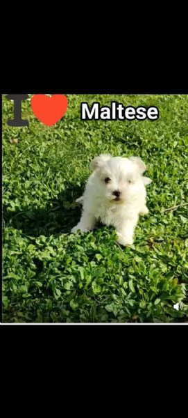 Cuccioli di Maltese  | Foto 1