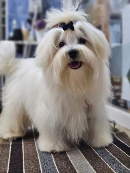 Cuccioli di Maltese  | Foto 0