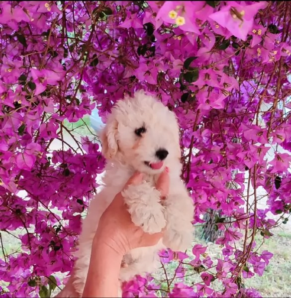 Cucciola di barboncino bianco 