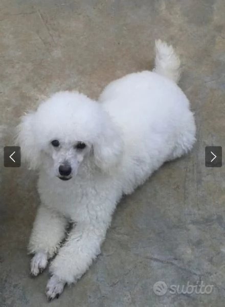 Cucciola di barboncino bianco  | Foto 2