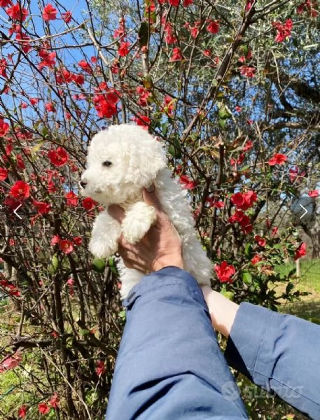 Cucciola di barboncino bianco  | Foto 1