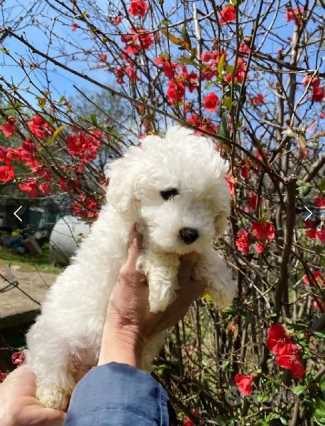Cucciola di barboncino bianco  | Foto 0