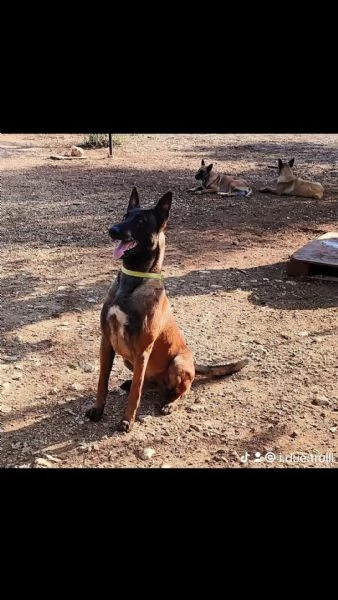 Cuccioli di Pastore Belga Malinois  | Foto 6