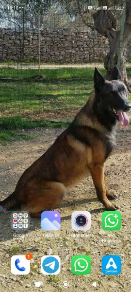 Cuccioli di Pastore Belga Malinois  | Foto 5