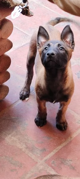Cuccioli di Pastore Belga Malinois 