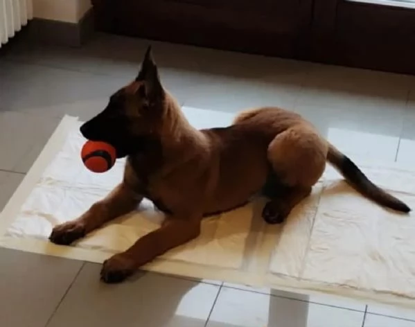 Cuccioli di Pastore Belga Malinois  | Foto 1