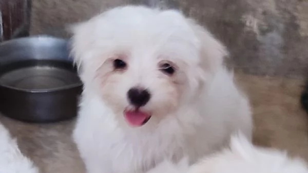 Cucciolo di Maltese 