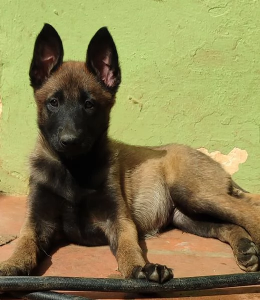 Pastore Belga Malinois cuccioli con pedigree 