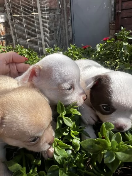 Chihuahua | Foto 6