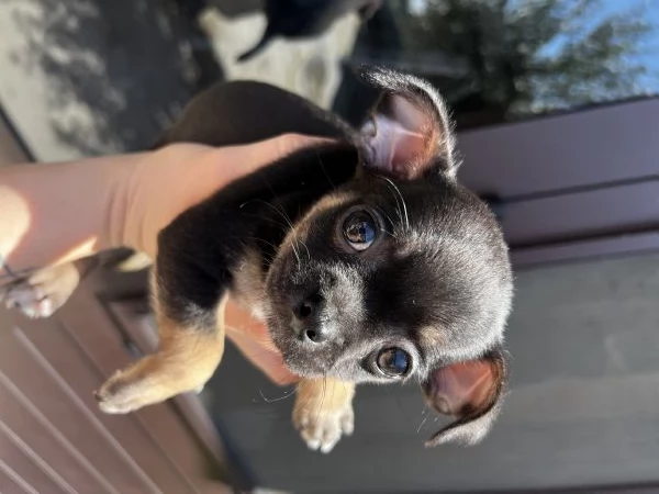 Chihuahua | Foto 4