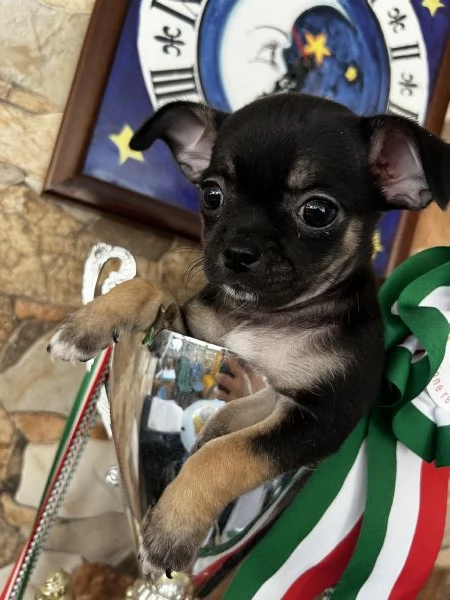 Chihuahua