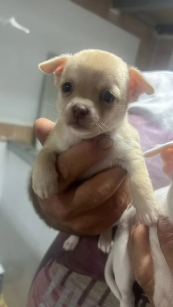 Chihuahua | Foto 1
