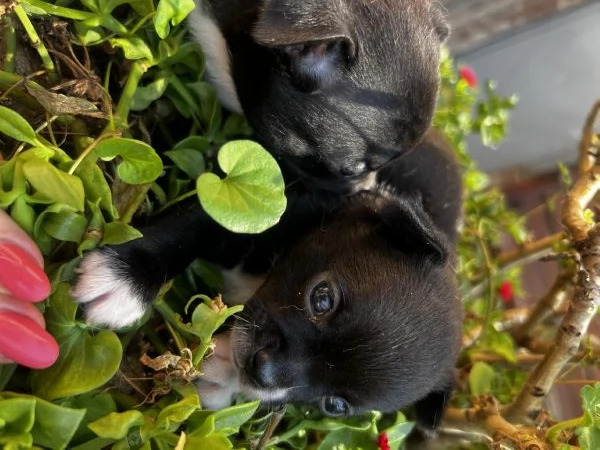 Chihuahua | Foto 0