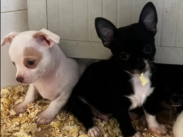 Chihuahua | Foto 6