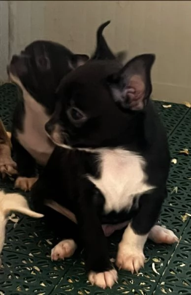 Chihuahua | Foto 4