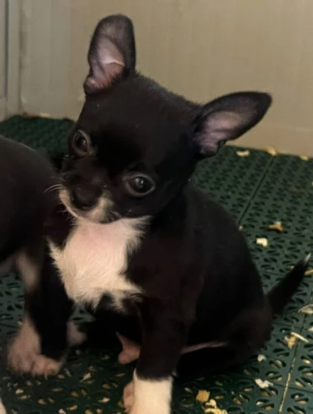 Chihuahua | Foto 3
