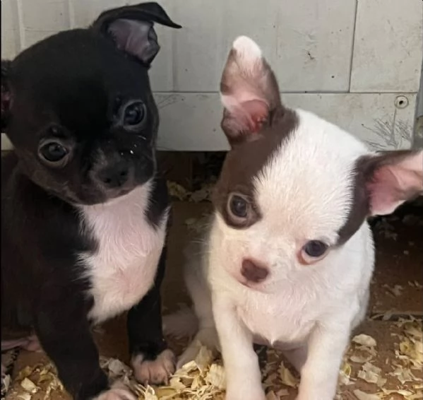 Chihuahua | Foto 2