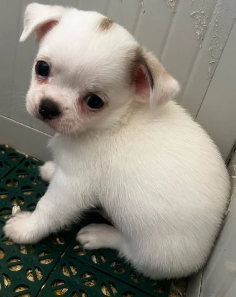 Chihuahua