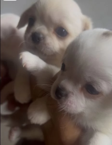 Chihuahua | Foto 1