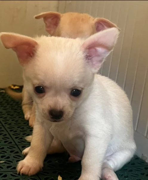 Chihuahua | Foto 0