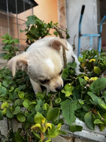 Chihuahua | Foto 4