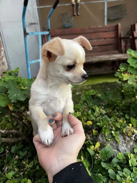 Chihuahua | Foto 3
