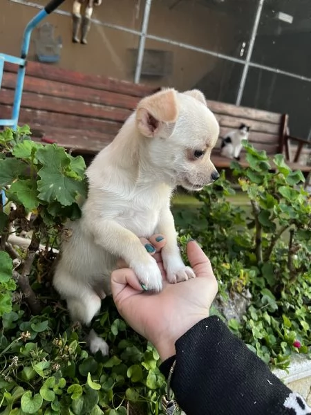 Chihuahua | Foto 1