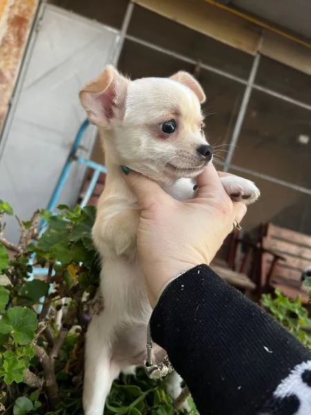 Chihuahua