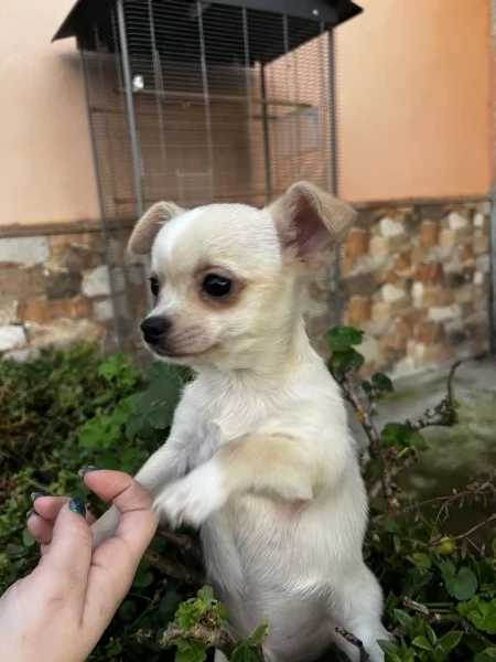 Chihuahua | Foto 0