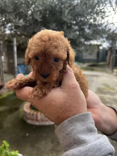 Barboncino toy red  | Foto 4