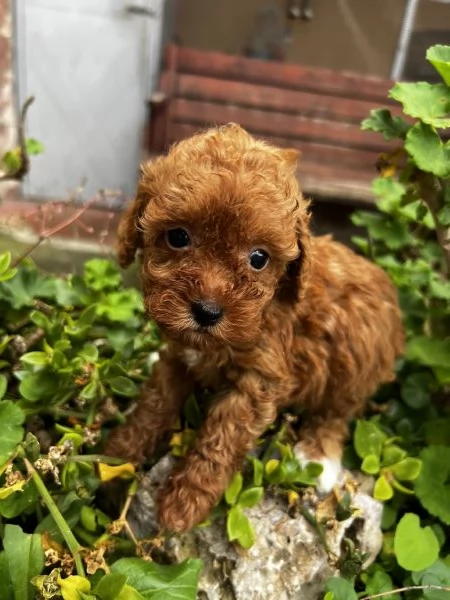 Barboncino toy red  | Foto 3