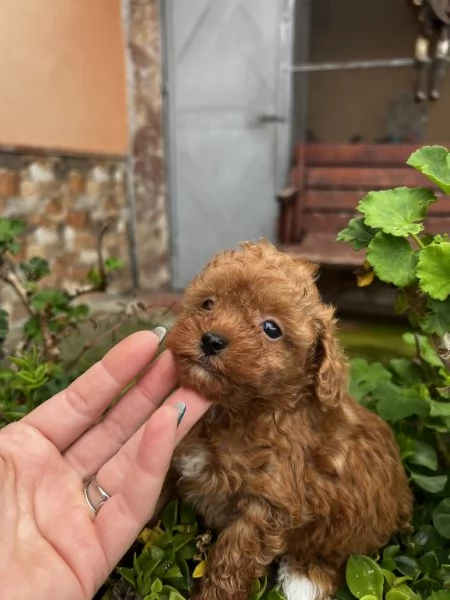 Barboncino toy red  | Foto 1