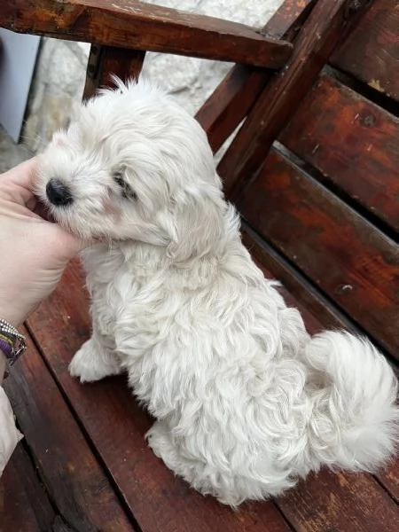 Maltipoo  | Foto 2