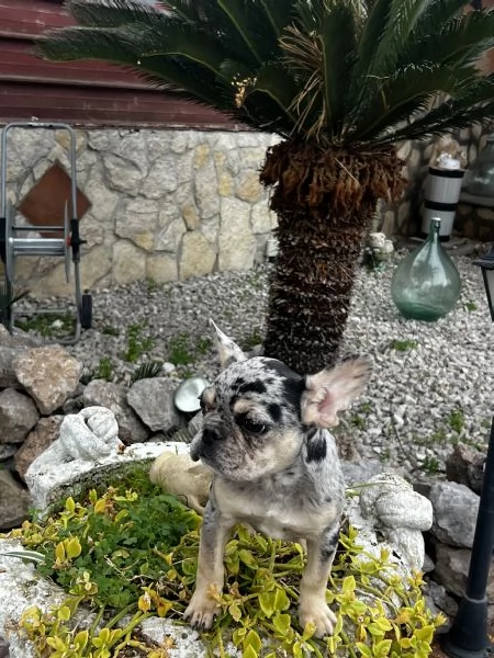 Bulldog francese  | Foto 4