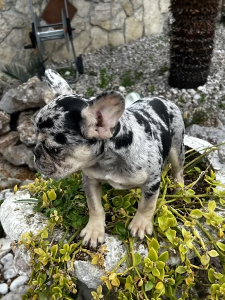 Bulldog francese  | Foto 3