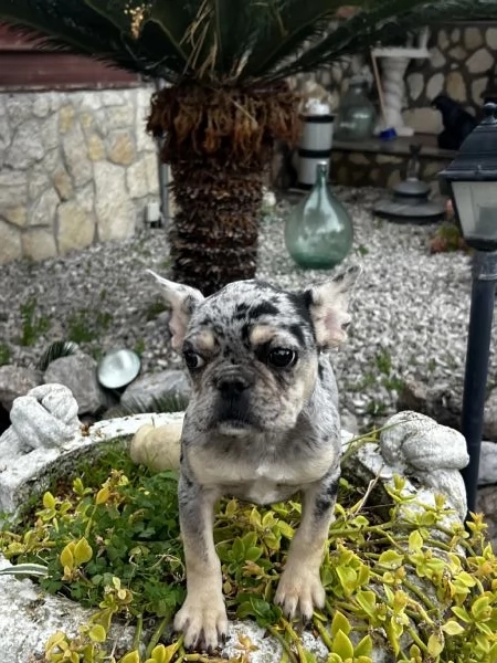 Bulldog francese  | Foto 2