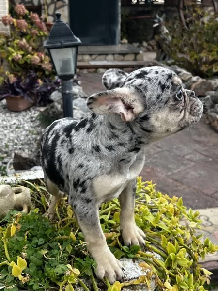 Bulldog francese  | Foto 1