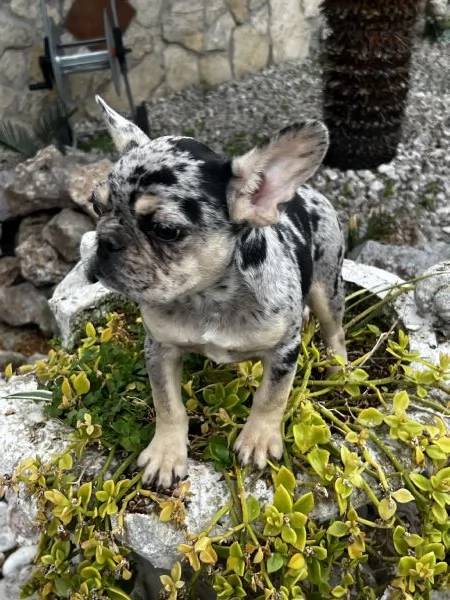 Bulldog francese  | Foto 0