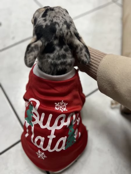 Bulldog francese | Foto 3