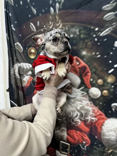 Bulldog francese | Foto 2