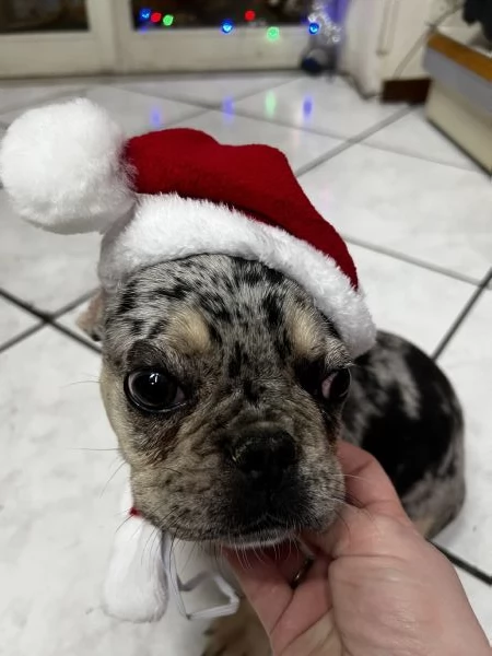 Bulldog francese | Foto 1